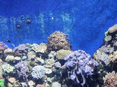 -珠海长隆海洋王国