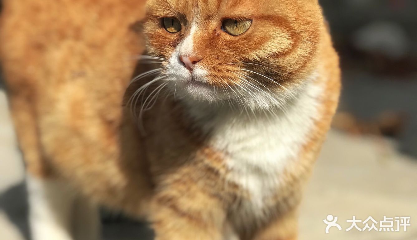 快去下苑画家村偶遇可爱小猫咪，再吃吃家常菜吧