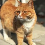 快去下苑画家村偶遇可爱小猫咪，再吃吃家常菜吧