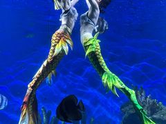 -海合安武汉极地海洋公园