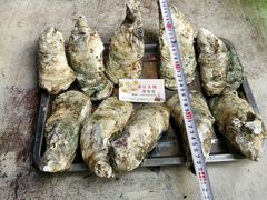 android_upload_pic-八一湛江生蚝(文明东路总店)