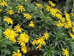 -德克士(砂之船奥特莱斯店)