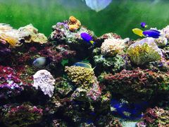 -御唐府海珊瑚主题餐厅