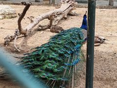 -青岛鑫江温德姆酒店