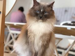 -Cappucimeow猫咪咖啡馆(韦伯时代店)