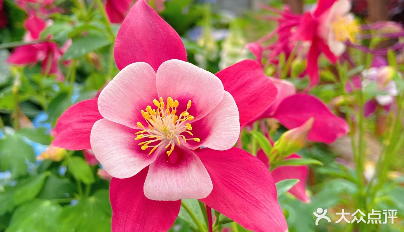 仙湖花展｜春日赏花｜满眼都是春天，美醉了