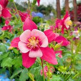仙湖花展｜春日赏花｜满眼都是春天，美醉了