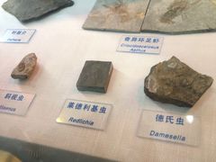 -吉林省自然博物馆