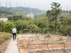 自有山地-彩虹桥宠物火化殡葬善终服务(金乐大厦店)