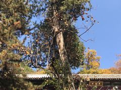 -潭柘寺景区
