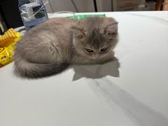 -爱妮康宠物医院·干细胞免疫细胞·肿瘤·心脏(张江店)