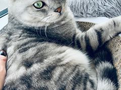 -Catmate·猫肥家润(金润铂宫店)