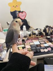-懒猫摄影studio写真馆