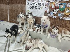 -星多哈·狗咖·拼豆·咖啡