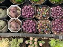 -中环花鸟鱼虫市场