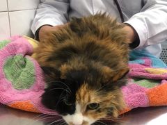 -北京赛佳动物医院