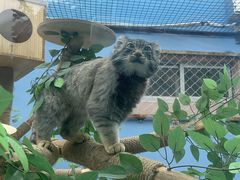 -青藏高原野生动物园