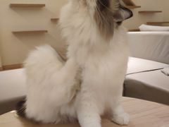 -猫腻·猫咖·撸猫馆(星光大道店)