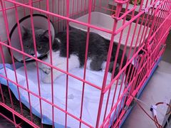 -喜多萌中农锦绣动物医院24H·猫科·牙科MRI·CT