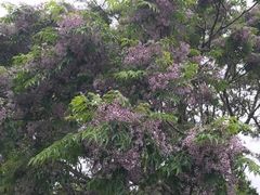 -怀托摩萤火虫洞