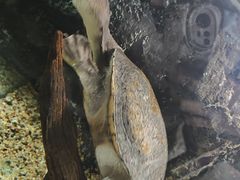 -广州长隆飞鸟乐园
