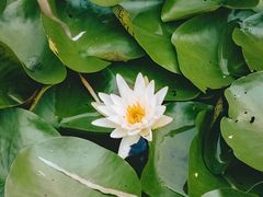 -梁鸿国家湿地公园