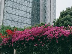 -四川大学华西第四医院