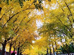 -三里屯东五街银杏大道