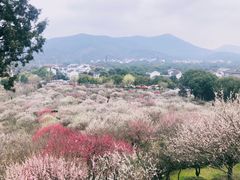 -香雪海