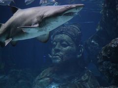 -暹罗海洋世界