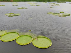 -荷塘月色湿地公园·向阳花洲