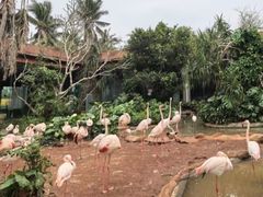 -海南热带野生动植物园