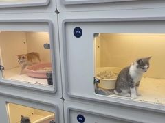 -lincat·猫舍(广州店)