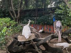 -广州长隆飞鸟乐园