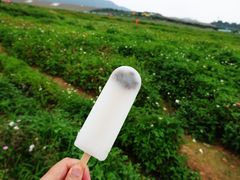-光明小镇欢乐田园