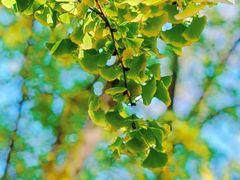 -三里屯东五街银杏大道