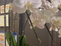 -LANN l 蘭 泰式古法按摩(宝山日月光店)