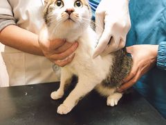 -安安宠医宠物医院·异宠·犬猫内科(岳阳分院)