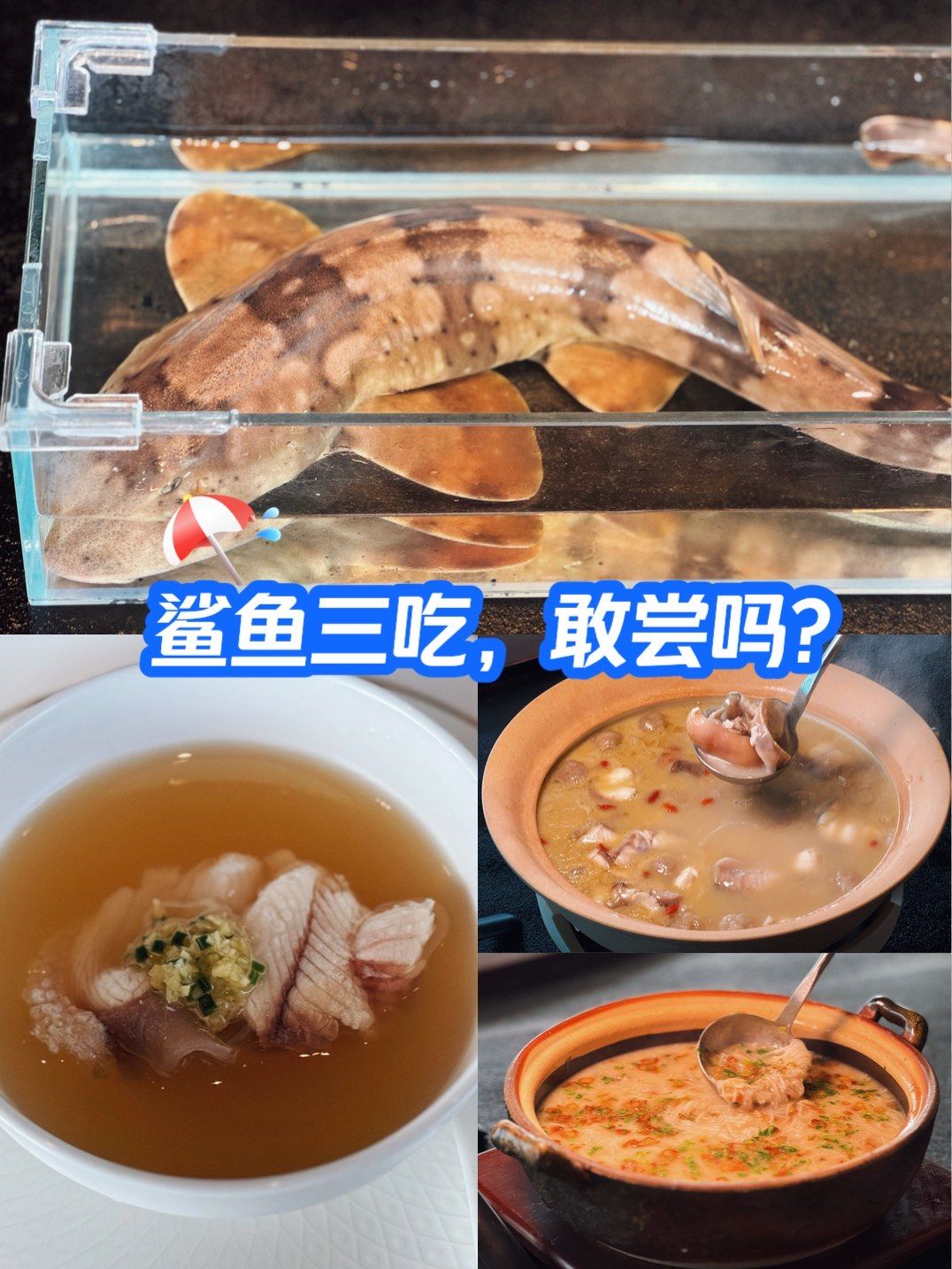 姐妹们,鲨鱼肉我帮你们尝过了