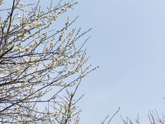 -香雪海