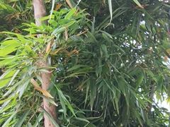 -滨海湖高尔夫球会