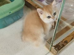 -糯米喵星人总部直营旗舰店·猫舍·幼猫出售