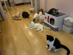 -猫咪派对(江南西店)