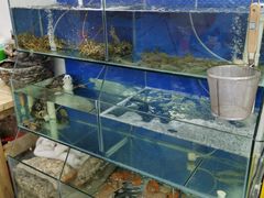 水产区-老闽味姜母鸭·煎蟹闽菜餐厅(曾厝垵地标店)