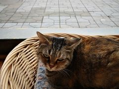 -猫友咖啡店(玉林西路店)