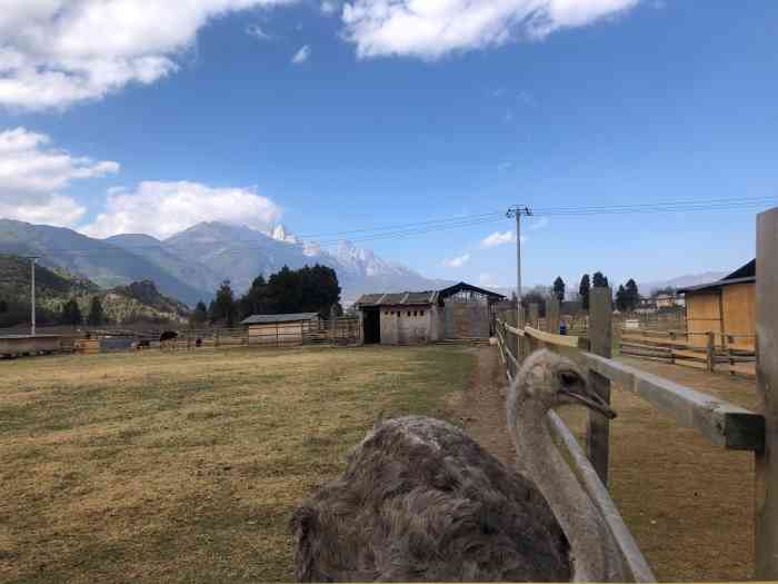 丽江孝尊木梨庄园-"真的超美的,当之无愧丽江的新西兰. - .