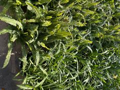 -龙大花卉苗木市场