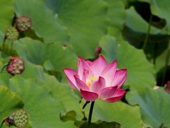 -野鸭湖国家湿地公园