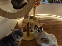 -COLOR PETS 撸猫馆·购猫·猫咖(长风大悦城店)