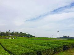 -雪绿茶博物馆